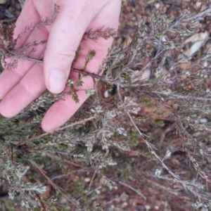 Dillwynia sericea at Bungendore, NSW - 28 Sep 2022 10:53 AM