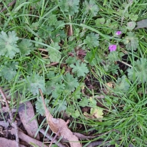 Geranium molle at Bungendore, NSW - 25 Sep 2022 04:40 PM