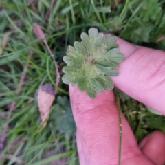 Geranium molle at Bungendore, NSW - 25 Sep 2022 04:40 PM