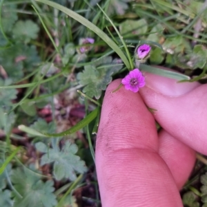 Geranium molle at Bungendore, NSW - 25 Sep 2022 04:40 PM