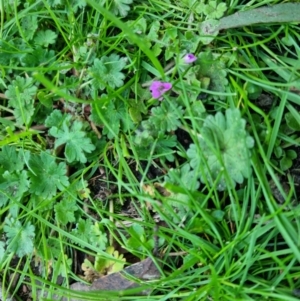 Geranium molle at Bungendore, NSW - 25 Sep 2022 04:40 PM