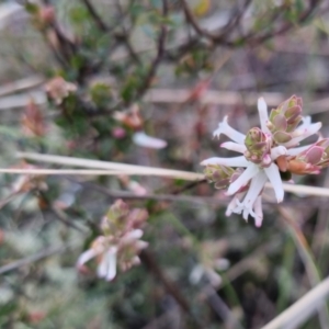 Brachyloma daphnoides (Daphne Heath) at Bungendore, NSW by clarehoneydove