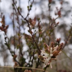 Brachyloma daphnoides at Bungendore, NSW - 28 Sep 2022