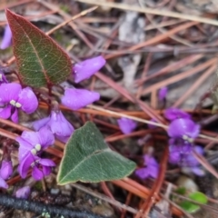 Hardenbergia violacea (False Sarsaparilla) at Bungendore, NSW - 28 Sep 2022 by clarehoneydove