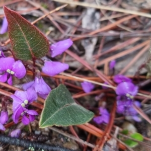 Hardenbergia violacea at Bungendore, NSW - 28 Sep 2022