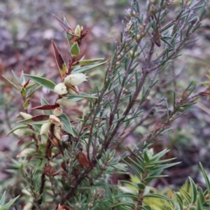 Melichrus urceolatus at Bungendore, NSW - 28 Sep 2022 10:45 AM