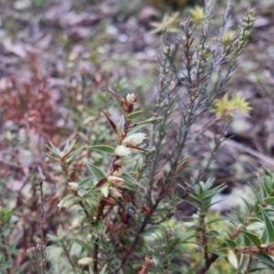 Melichrus urceolatus at Bungendore, NSW - 28 Sep 2022 10:45 AM