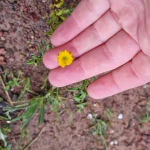 Leptorhynchos squamatus at Bungendore, NSW - 28 Sep 2022 10:21 AM