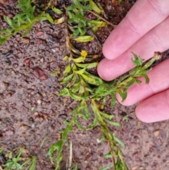 Leptorhynchos squamatus at Bungendore, NSW - 28 Sep 2022 10:21 AM