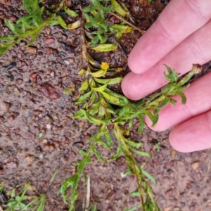 Leptorhynchos squamatus at Bungendore, NSW - 28 Sep 2022 10:21 AM