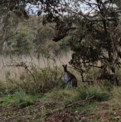 Notamacropus rufogriseus (Red-necked Wallaby) at QPRC LGA - 27 Sep 2022 by clarehoneydove