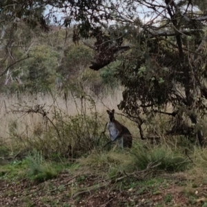 Notamacropus rufogriseus at Bungendore, NSW - 27 Sep 2022