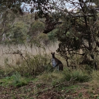 Notamacropus rufogriseus (Red-necked Wallaby) at QPRC LGA - 27 Sep 2022 by clarehoneydove