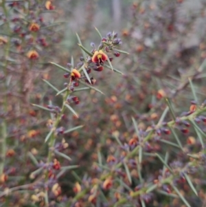 Daviesia genistifolia at Bungendore, NSW - 27 Sep 2022