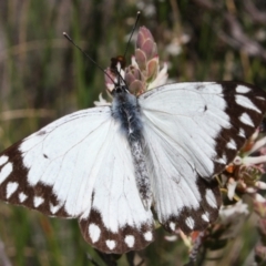 Belenois java (Caper White) at Acton, ACT - 25 Sep 2022 by DavidForrester