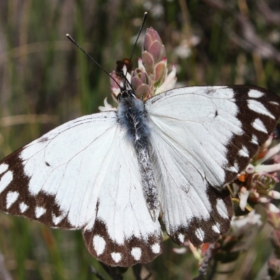 Belenois java (Caper White) at Acton, ACT - 25 Sep 2022 by DavidForrester