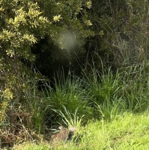 Gallirallus philippensis at Murrumbateman, NSW - 28 Sep 2022 07:15 AM