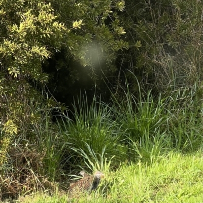 Gallirallus philippensis (Buff-banded Rail) at Murrumbateman, NSW - 27 Sep 2022 by SimoneC