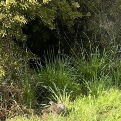 Gallirallus philippensis at Murrumbateman, NSW - 28 Sep 2022 07:15 AM