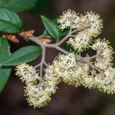 Pomaderris ligustrina at Penrose, NSW - 26 Sep 2022 by Aussiegall