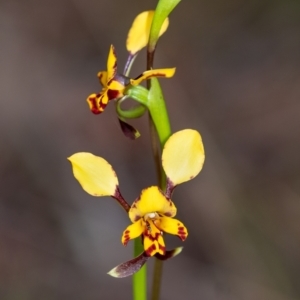 Diuris pardina at Penrose, NSW - suppressed