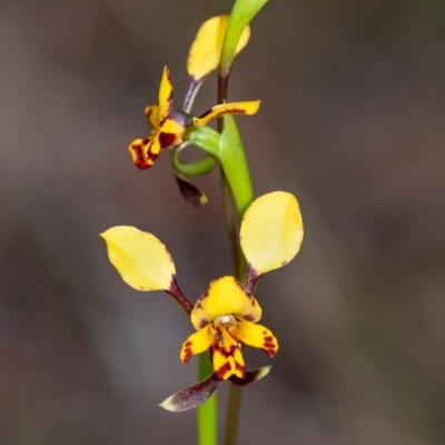 Diuris pardina (Leopard Doubletail) at Wingecarribee Local Government Area - 26 Sep 2022 by Aussiegall