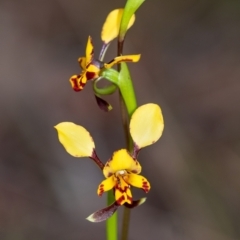 Diuris pardina (Leopard Doubletail) at Penrose, NSW - 26 Sep 2022 by Aussiegall