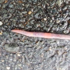 Oligochaeta (class) (Unidentified earthworm) at Wright, ACT - 28 Sep 2022 by MatthewFrawley