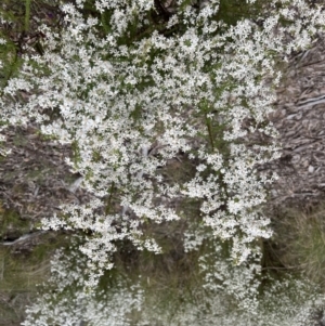 Olearia microphylla at Bruce, ACT - 28 Sep 2022