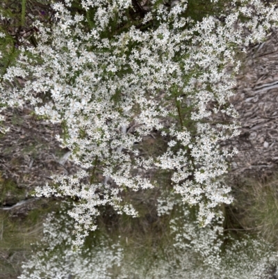 Olearia microphylla (Olearia) at Black Mountain - 28 Sep 2022 by Wendyp5