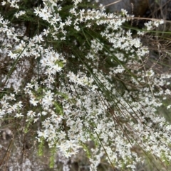 Olearia microphylla at Bruce, ACT - 28 Sep 2022
