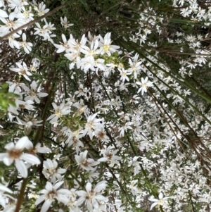 Olearia microphylla at Bruce, ACT - 28 Sep 2022