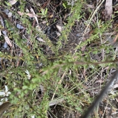 Olearia microphylla at Bruce, ACT - 28 Sep 2022