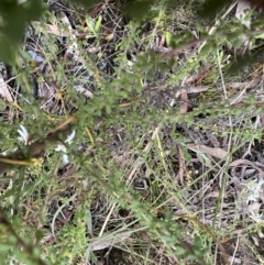 Olearia microphylla at Bruce, ACT - 28 Sep 2022