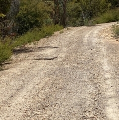 Varanus rosenbergi (Heath or Rosenberg's Monitor) at Lower Cotter Catchment - 29 Dec 2020 by tjwells