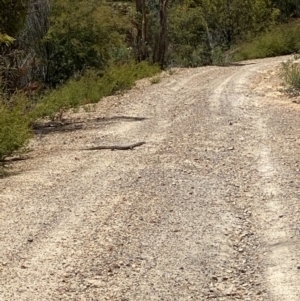 Varanus rosenbergi at Cotter River, ACT - 29 Dec 2020