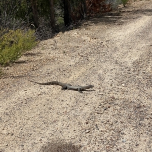 Varanus rosenbergi at Cotter River, ACT - 29 Dec 2020