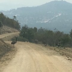 Dromaius novaehollandiae (Emu) at Lower Cotter Catchment - 16 Jan 2020 by tjwells