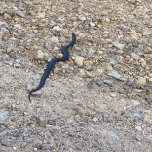 Pseudechis porphyriacus (Red-bellied Black Snake) at Cotter River, ACT by tjwells