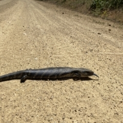 Tiliqua scincoides scincoides (Eastern Blue-tongue) at Lower Cotter Catchment - 20 Nov 2020 by tjwells