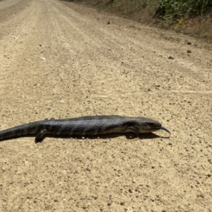 Tiliqua scincoides scincoides at Coree, ACT - 20 Nov 2020