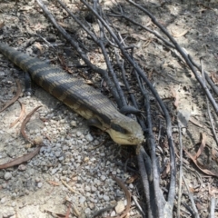 Tiliqua scincoides scincoides (Eastern Blue-tongue) at Cotter River, ACT - 15 Feb 2022 by tjwells