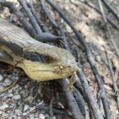 Tiliqua scincoides scincoides at Cotter River, ACT - 15 Feb 2022