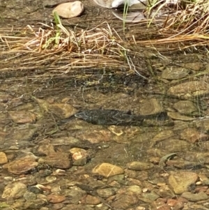 Macquaria australasica at Uriarra Village, ACT - 31 Dec 2021