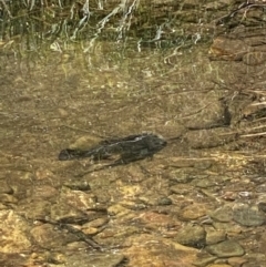 Macquaria australasica at Uriarra Village, ACT - 31 Dec 2021