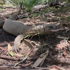 Varanus rosenbergi (Heath or Rosenberg's Monitor) at Lower Cotter Catchment - 31 Dec 2021 by tjwells