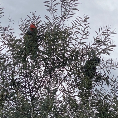 Callocephalon fimbriatum (Gang-gang Cockatoo) at Lower Cotter Catchment - 6 Dec 2021 by tjwells