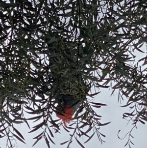 Callocephalon fimbriatum at Cotter River, ACT - suppressed