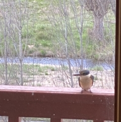 Todiramphus sanctus (Sacred Kingfisher) at Paddys River, ACT - 5 Oct 2021 by tjwells