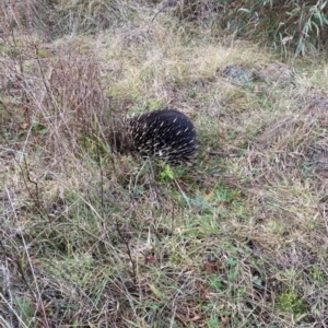 Tachyglossus aculeatus at Coree, ACT - 15 Jul 2021